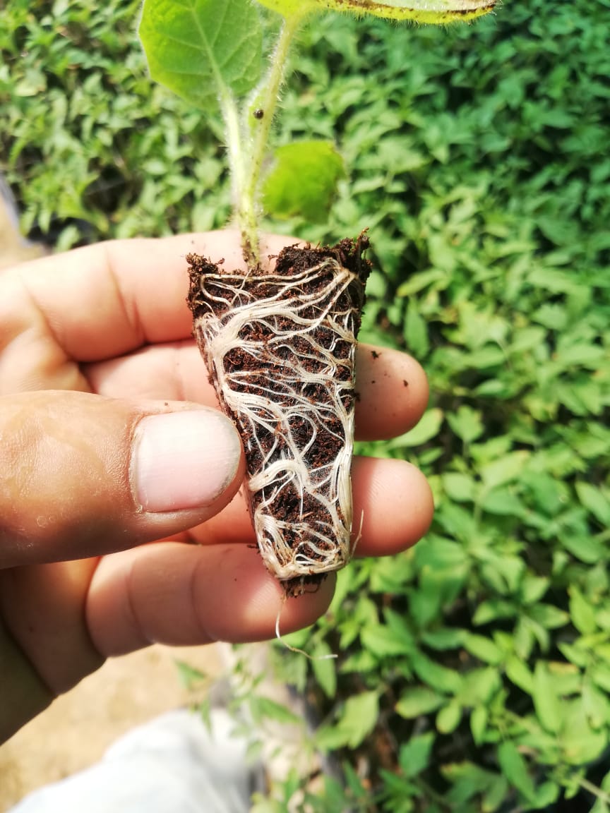 Inspeccion de raices de plantula