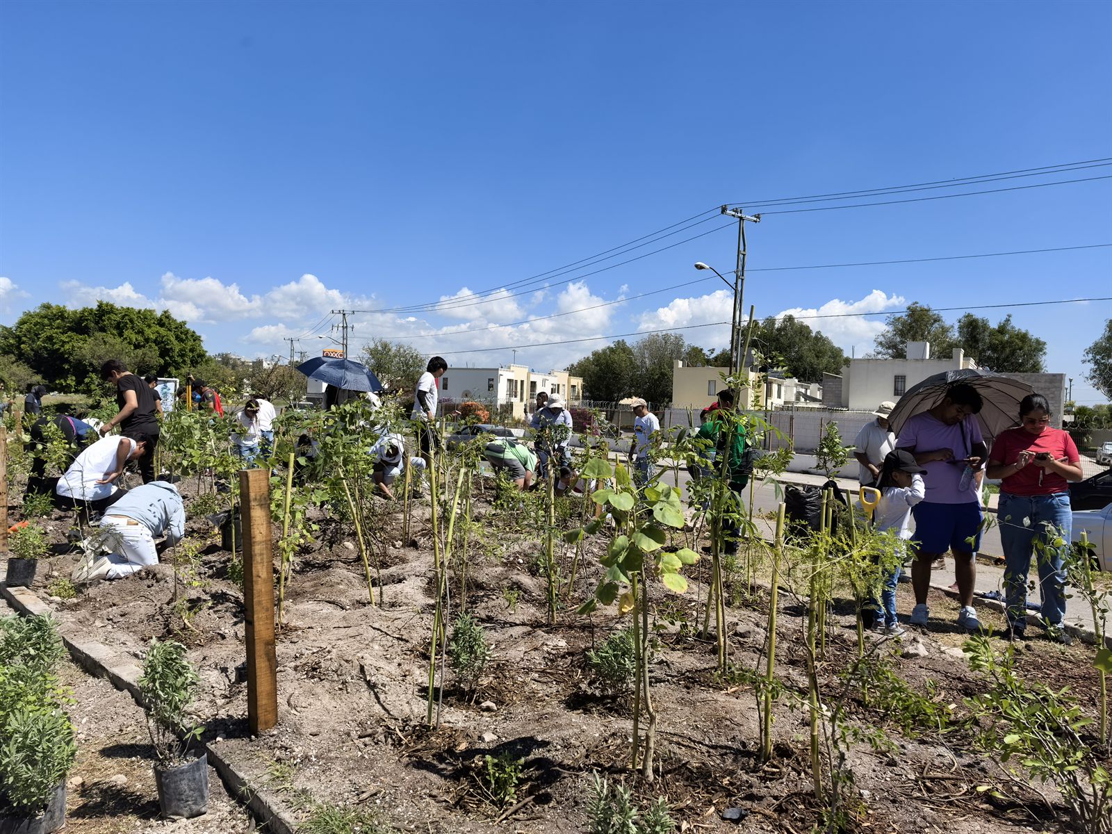 Jornada de plantación en Rancho San Pedro: hileras de árboles jóvenes recién plantados en tierra removida bajo un cielo azul, con voluntarios y familias trabajando.