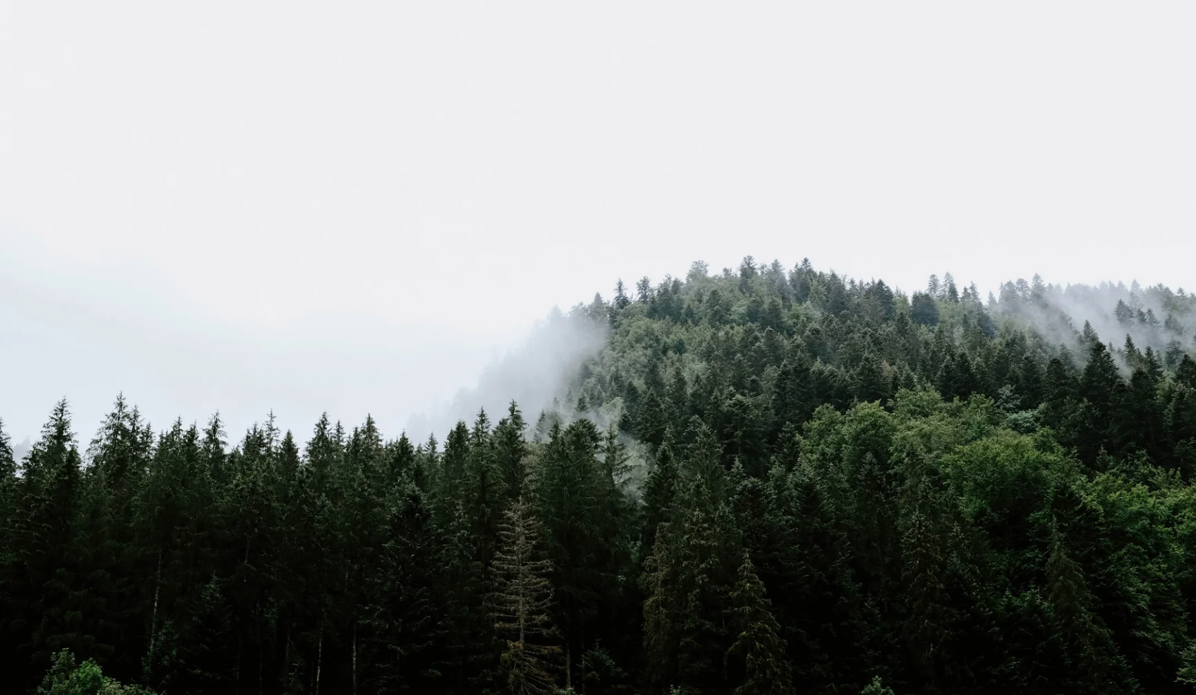 Misty forest landscape with tall evergreen trees on mountainside