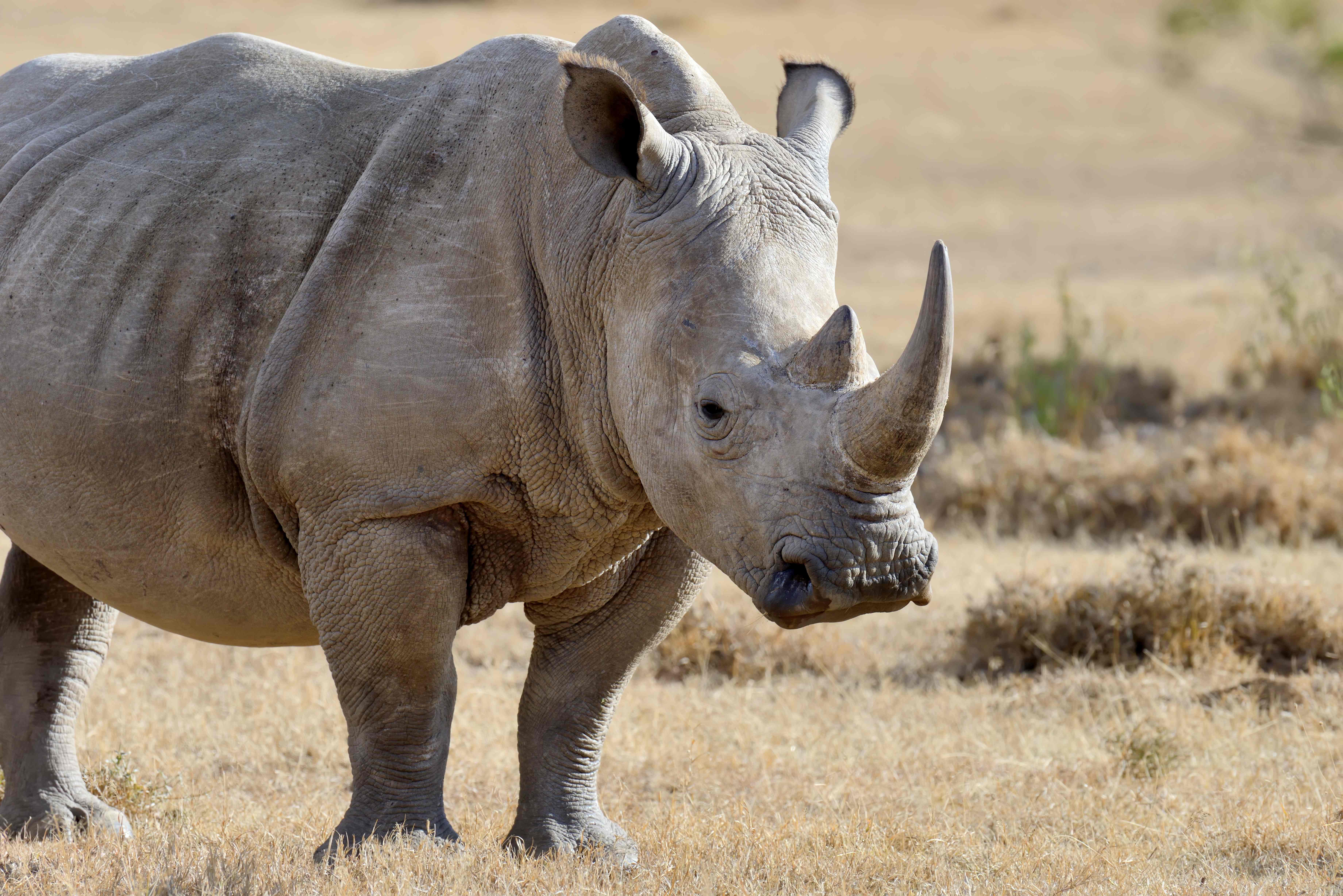Rhino