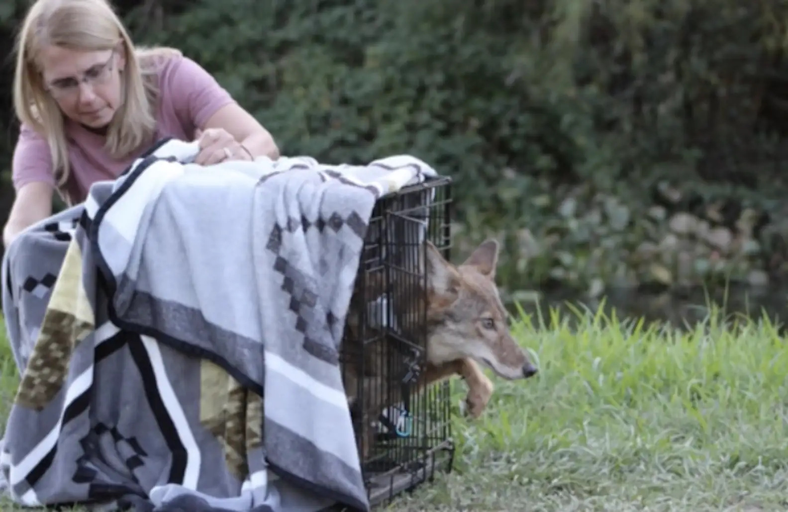 Tisha Raiford releasing a coyote back into the wild