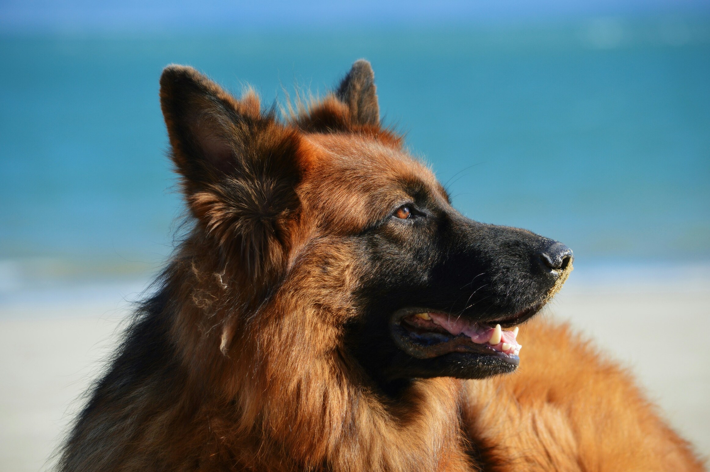 German Shepherd dog with alert, protective expression