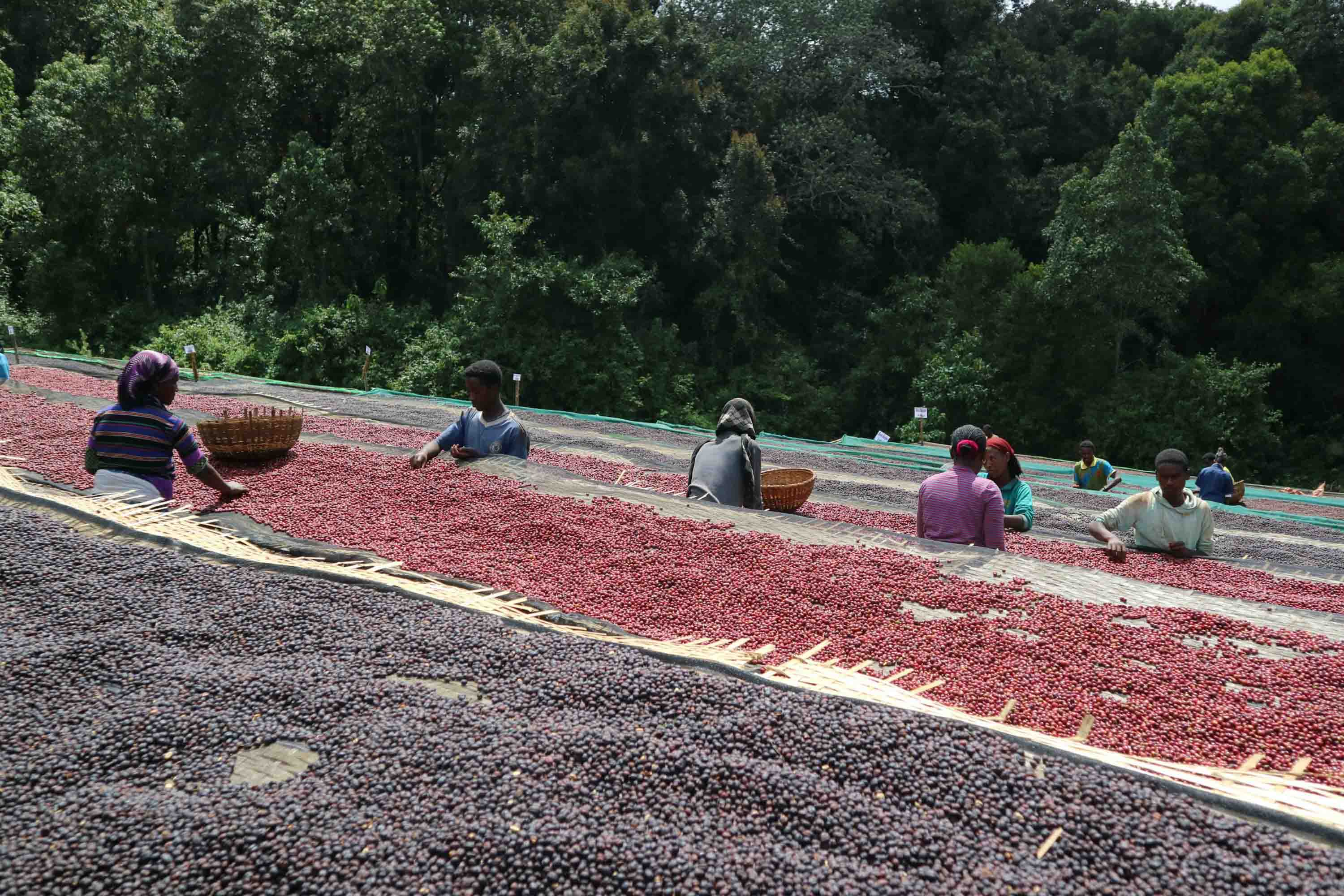 Workers sorting coffee cherries across drying beds in Sidama, Ethiopia