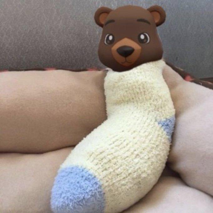 Bear Wifsock - A cute brown bear wearing a cozy cream and blue sock