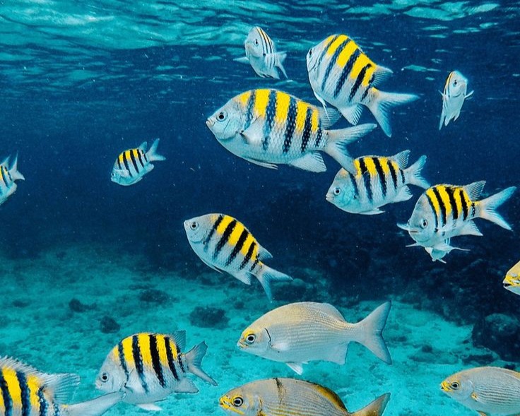 Snorkelling - Image 2