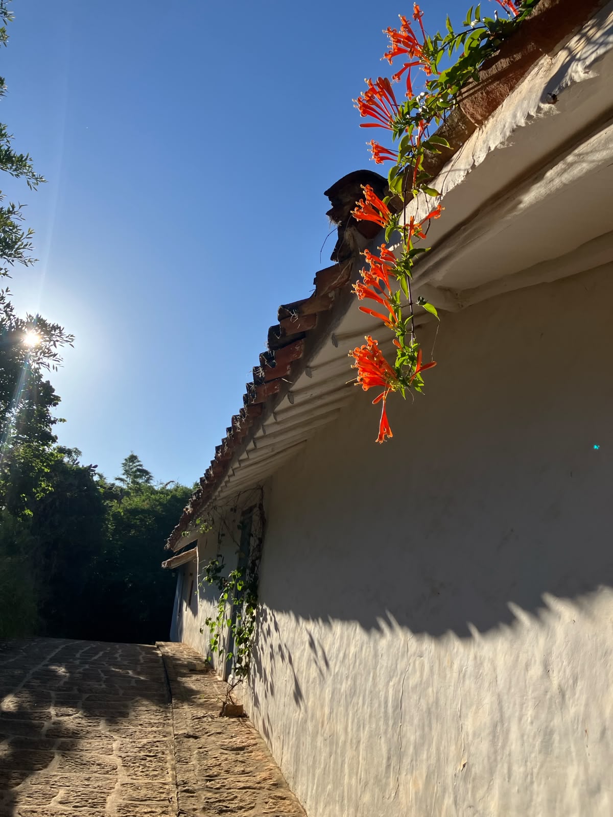 Flores naranjas sobre el alero de una casa bajo el sol de Barichara