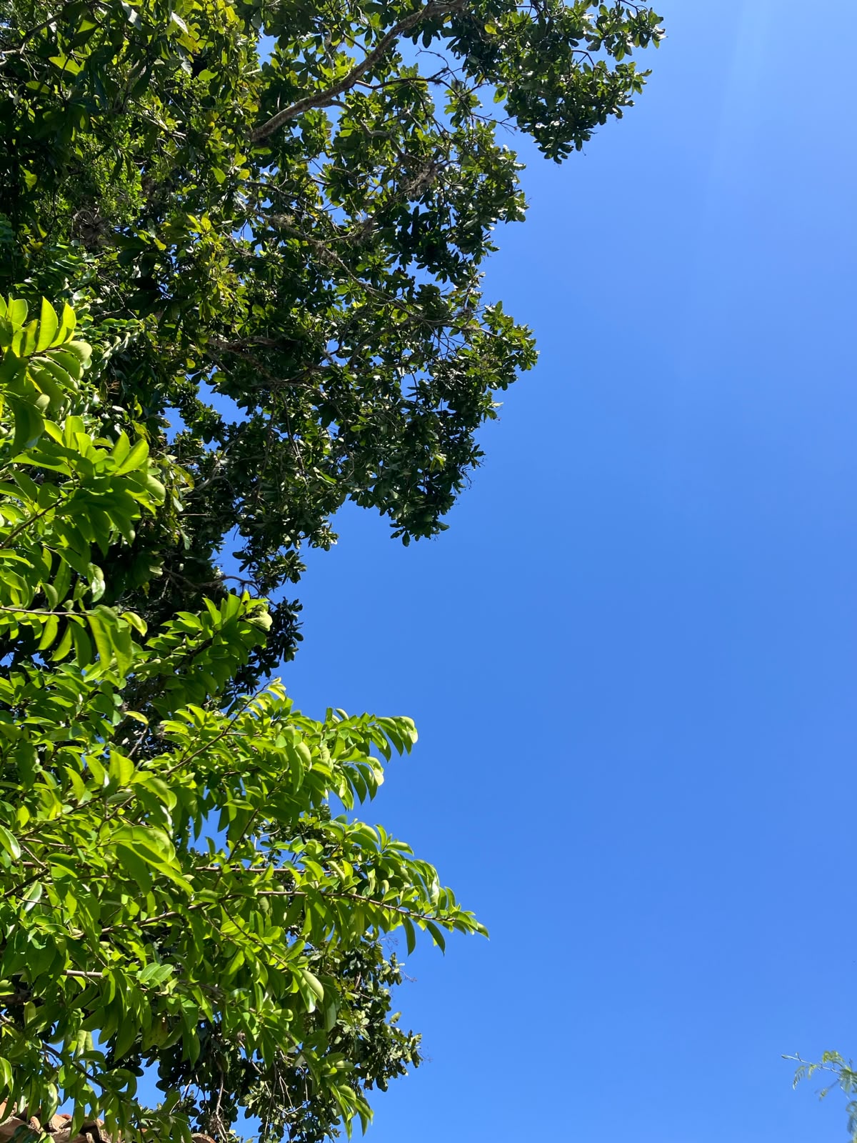 Copa de árbol verde contra el cielo azul de Barichara