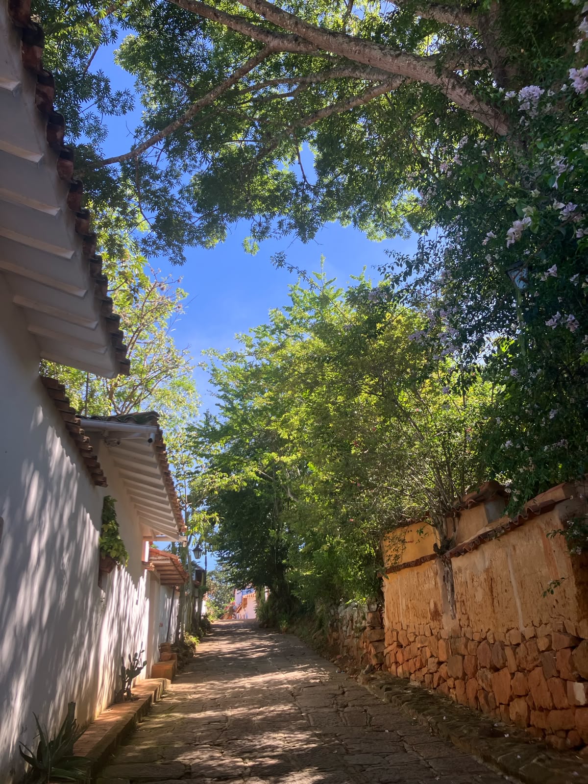 Calle empedrada de Barichara bajo un arco de árboles y cielo azul