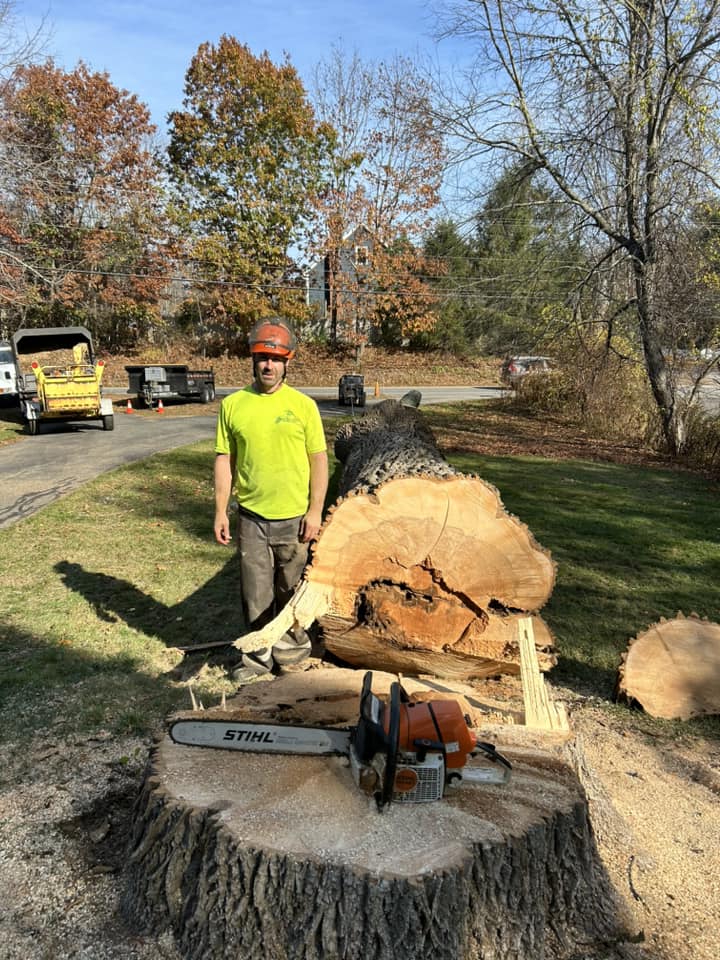Arborist in hi-vis standing beside a massive felled oak trunk with a Stihl chainsaw on the stump and fall foliage in the background