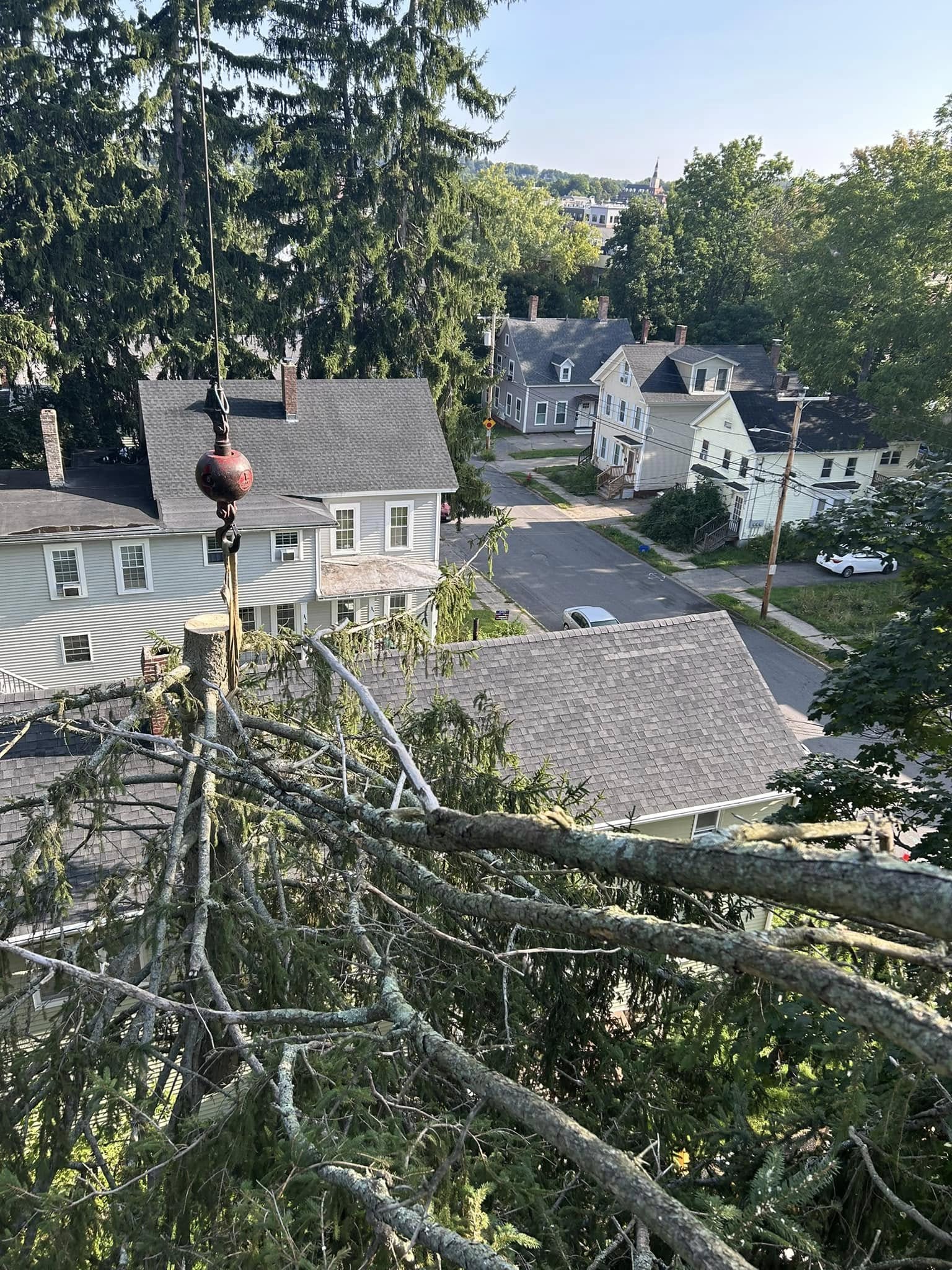 POV from high in a tree looking down over a New Hampshire residential street with rigging ball visible and felled spruce branches in the foreground