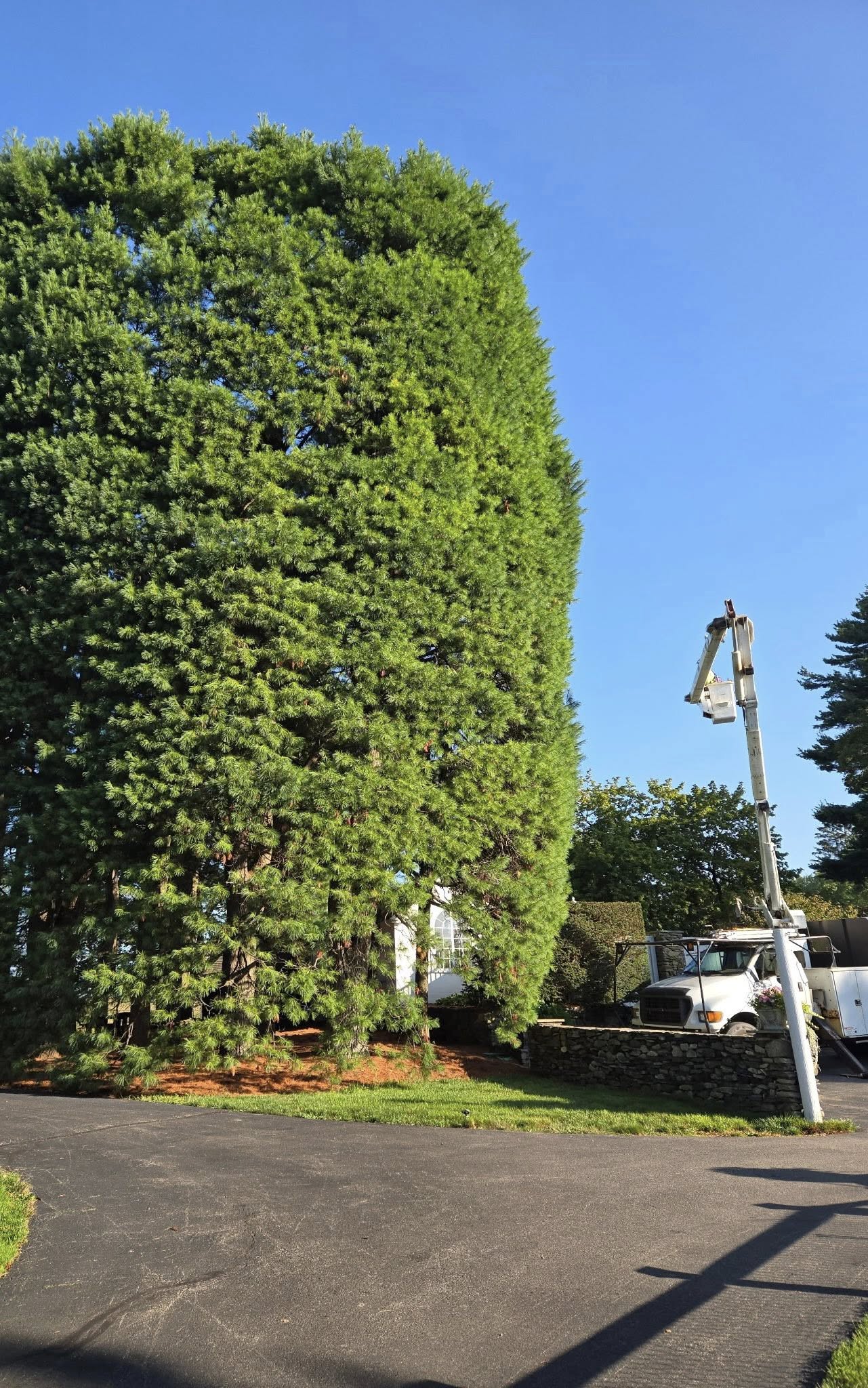 Tall hedge after trimming with Soul Tree Care bucket truck visible against a clear blue sky
