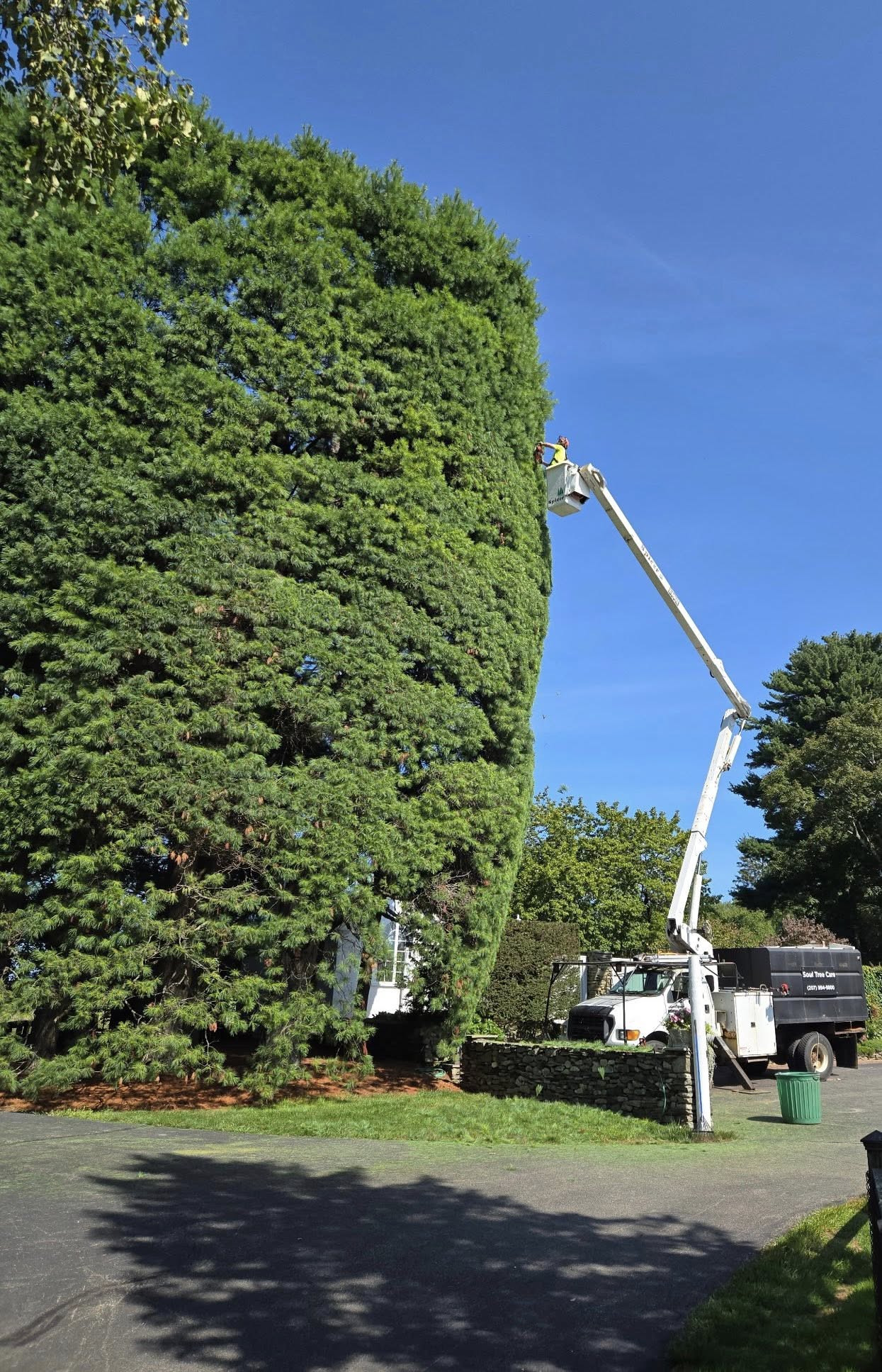 Bucket truck with arborist extended high over a large tree canopy at a residential property with a pool