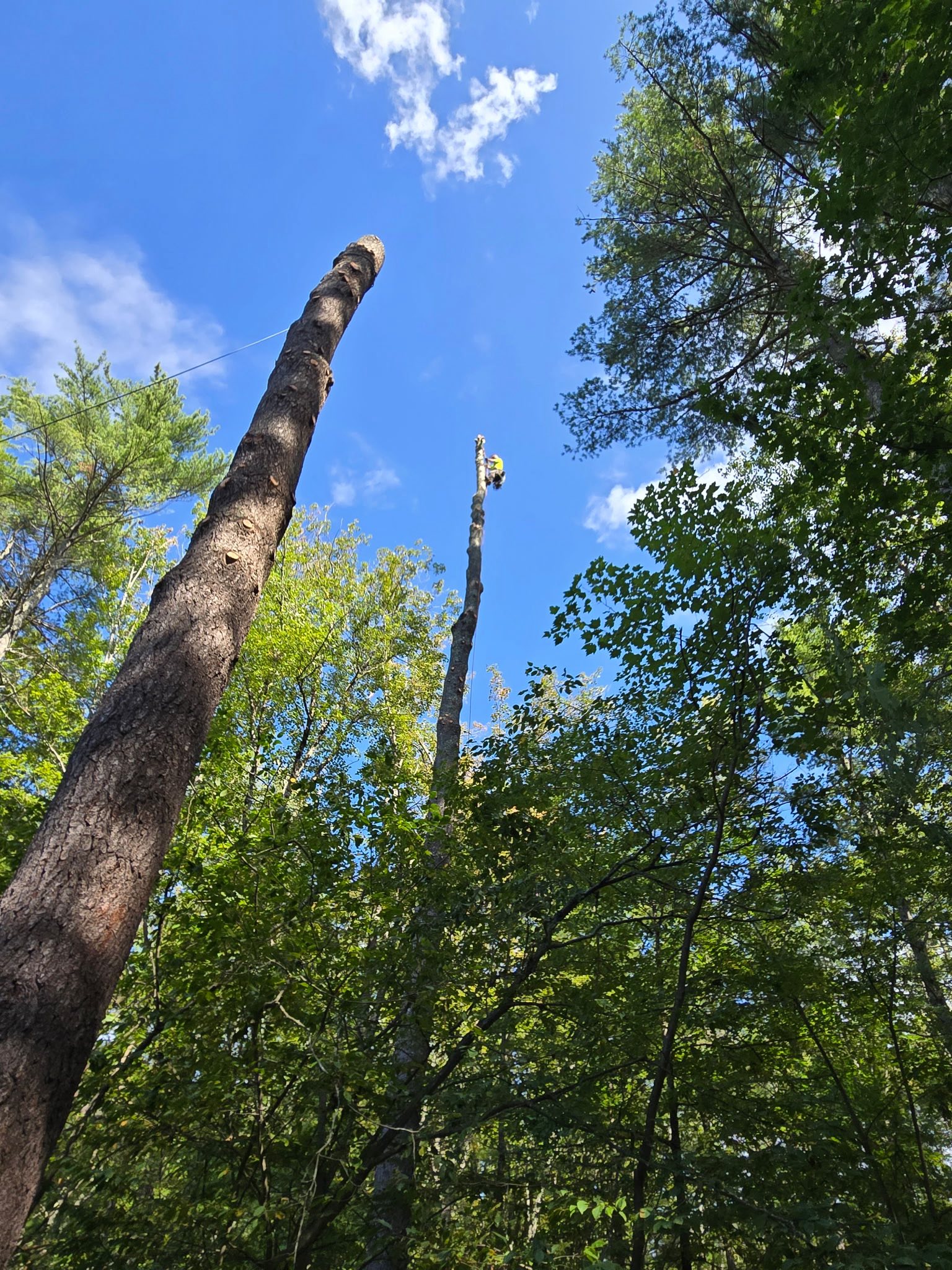 Climber ascending a tall bare tree trunk with rigging ropes in a forested setting