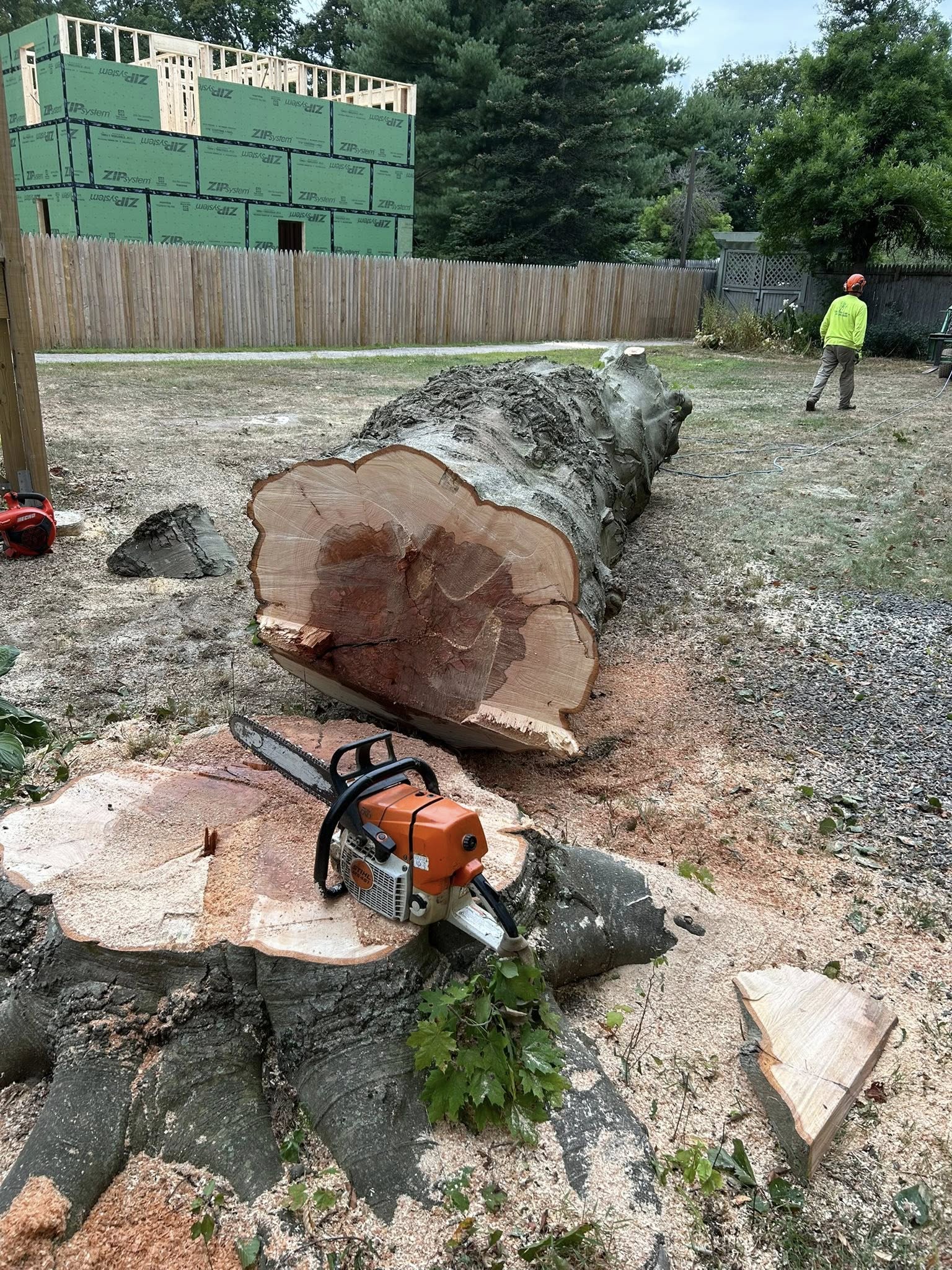 Large freshly felled tree trunk with chainsaw on stump and arborist worker visible in background