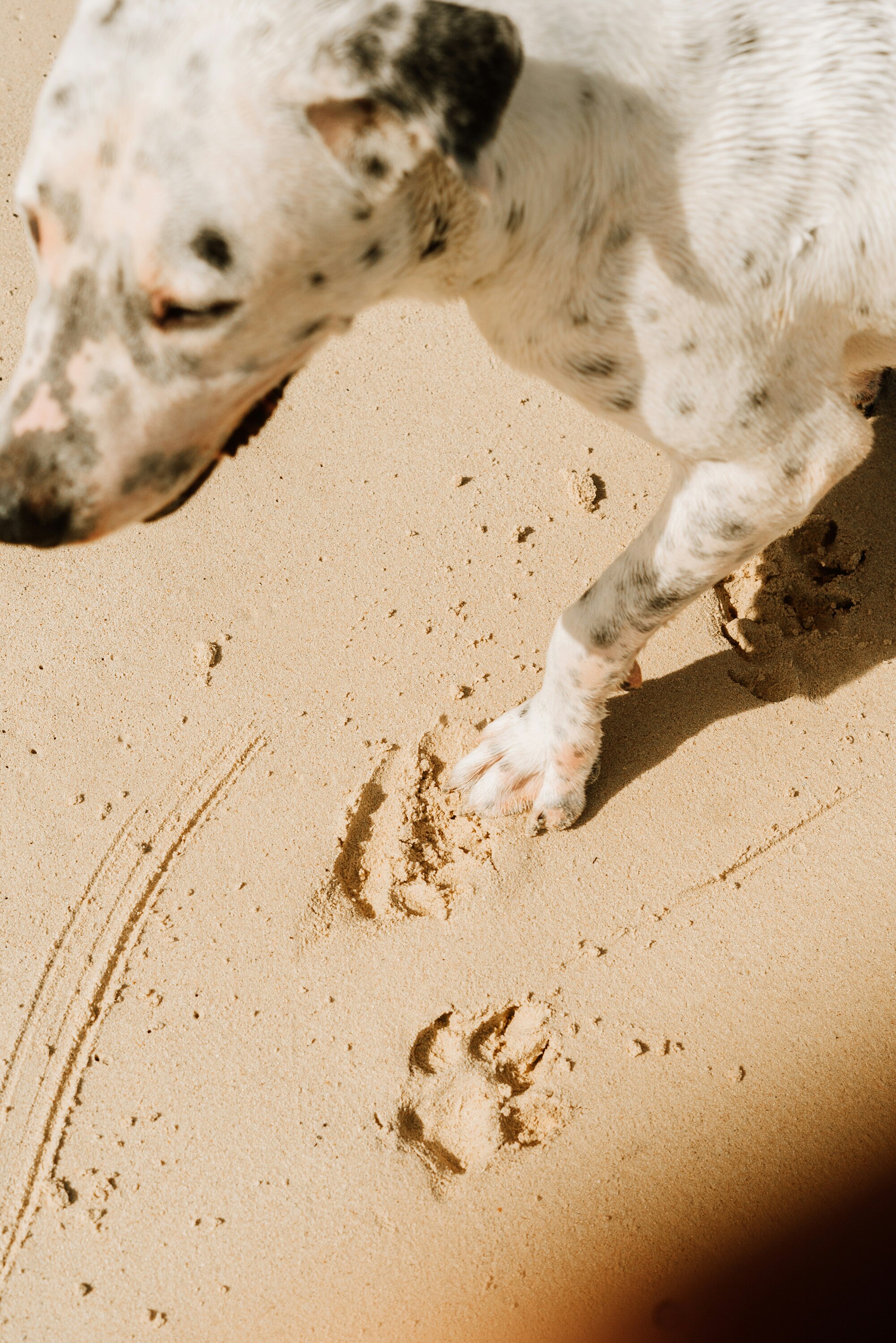 Happy dog playing on the beach