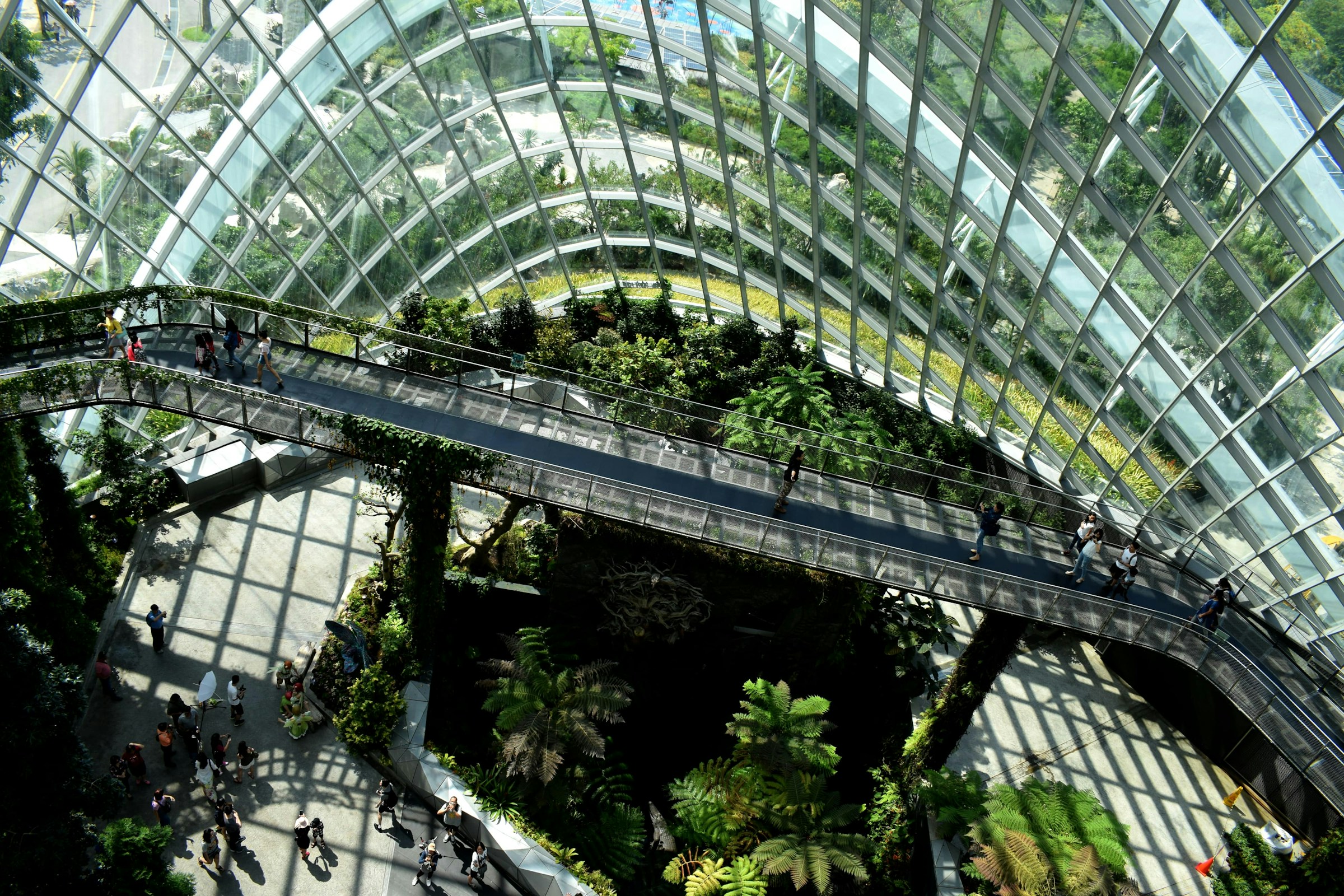 Interior of Singapore Cloud Forest dome with glass architecture and walkways through vegetation