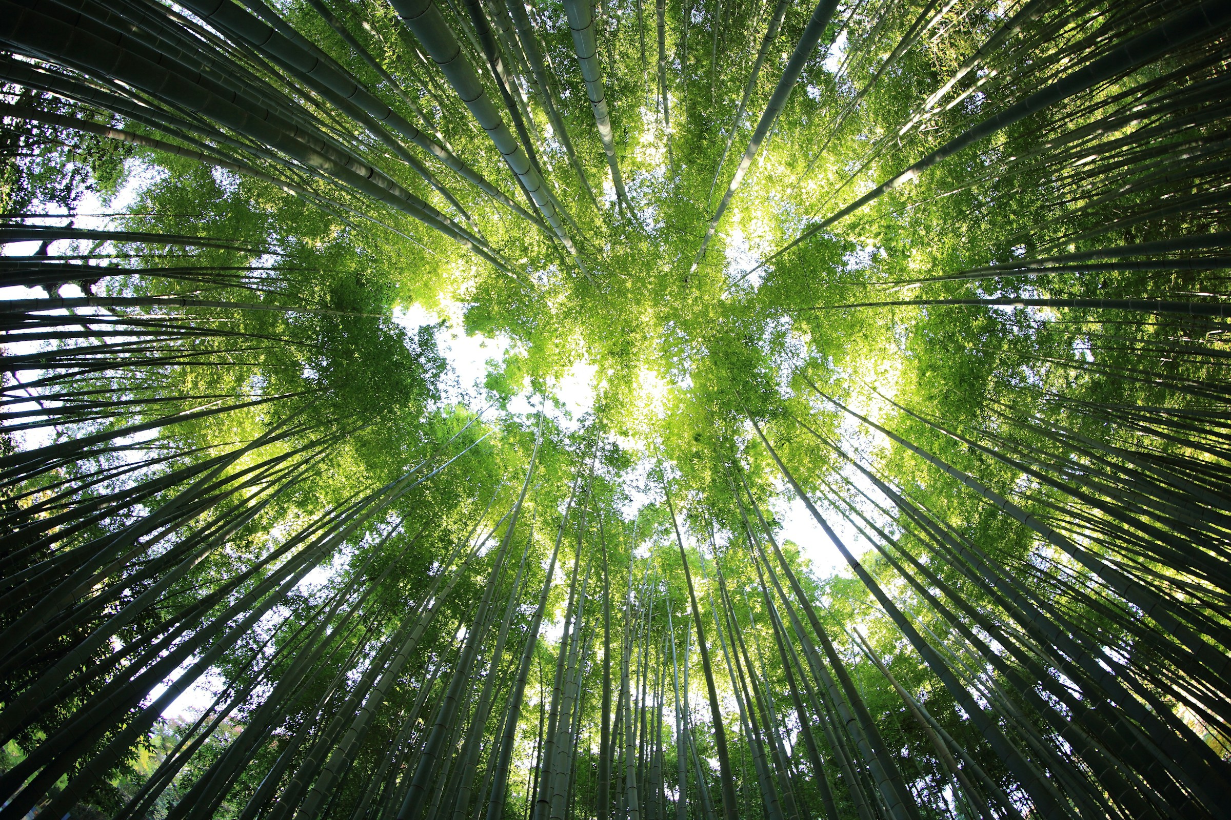 Looking up through a bamboo forest toward the sky representing sustainable nature