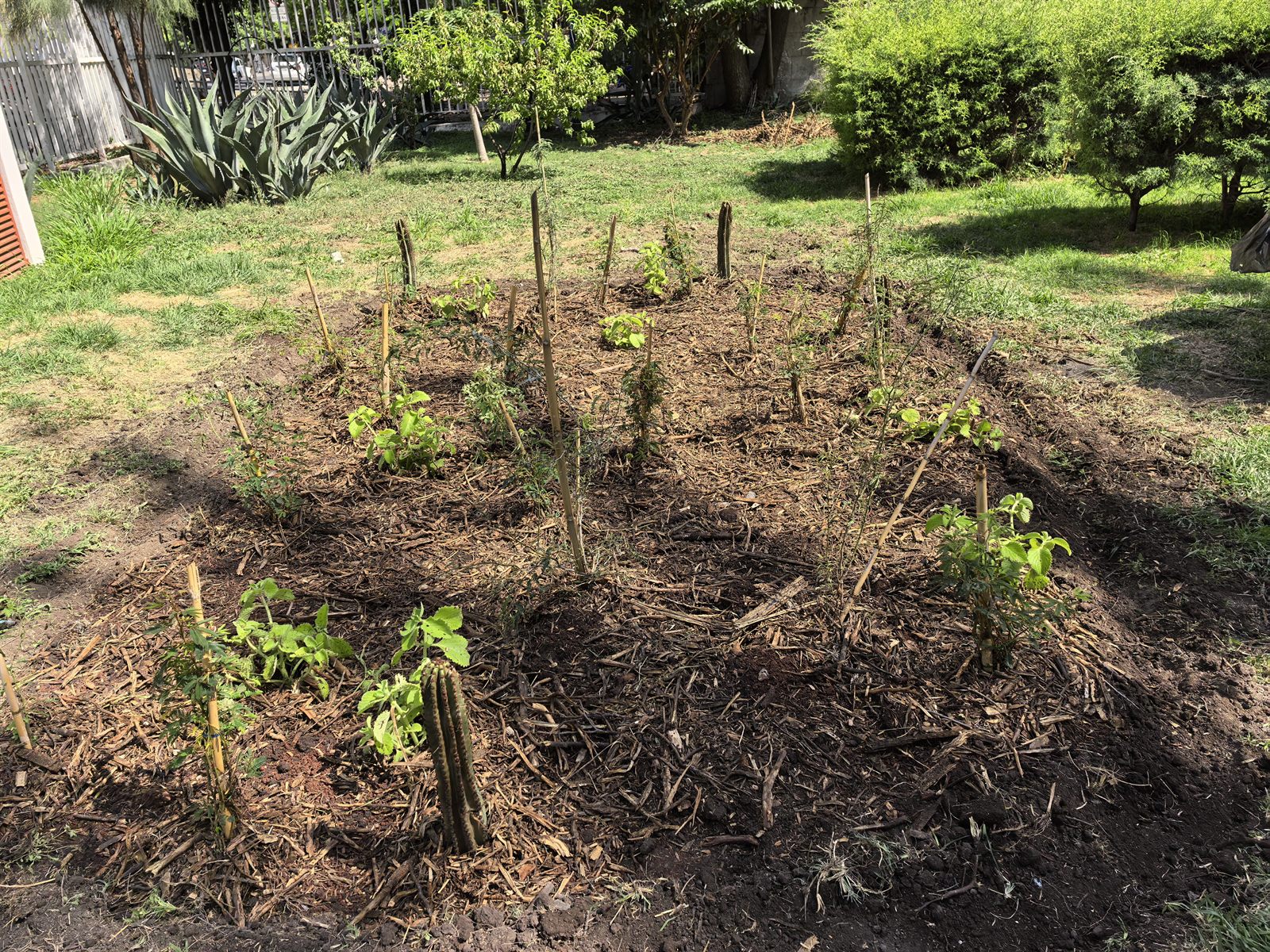 Bosque de bolsillo recién plantado en el Campus Querétaro del TecNM: cantero cubierto de acolchado de madera con plántulas pequeñas y plantas nativas, rodeado de vegetación.
