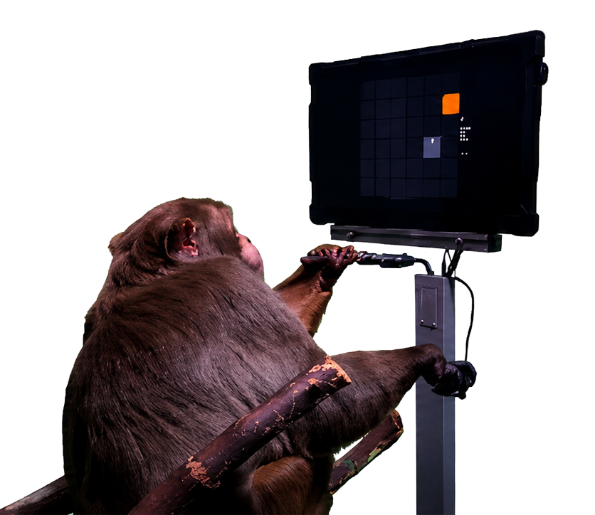 Pager the Neuralink Monkey playing Pong with his brain