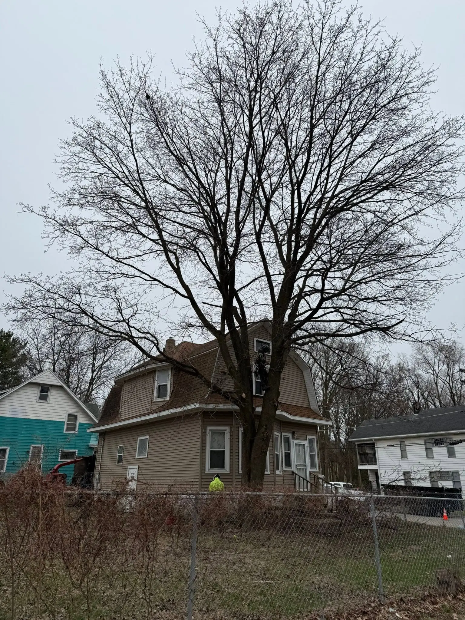 Arborist working with chainsaw in the canopy of a large bare tree, bucket truck and bucket visible with a house and crew in background on an overcast day