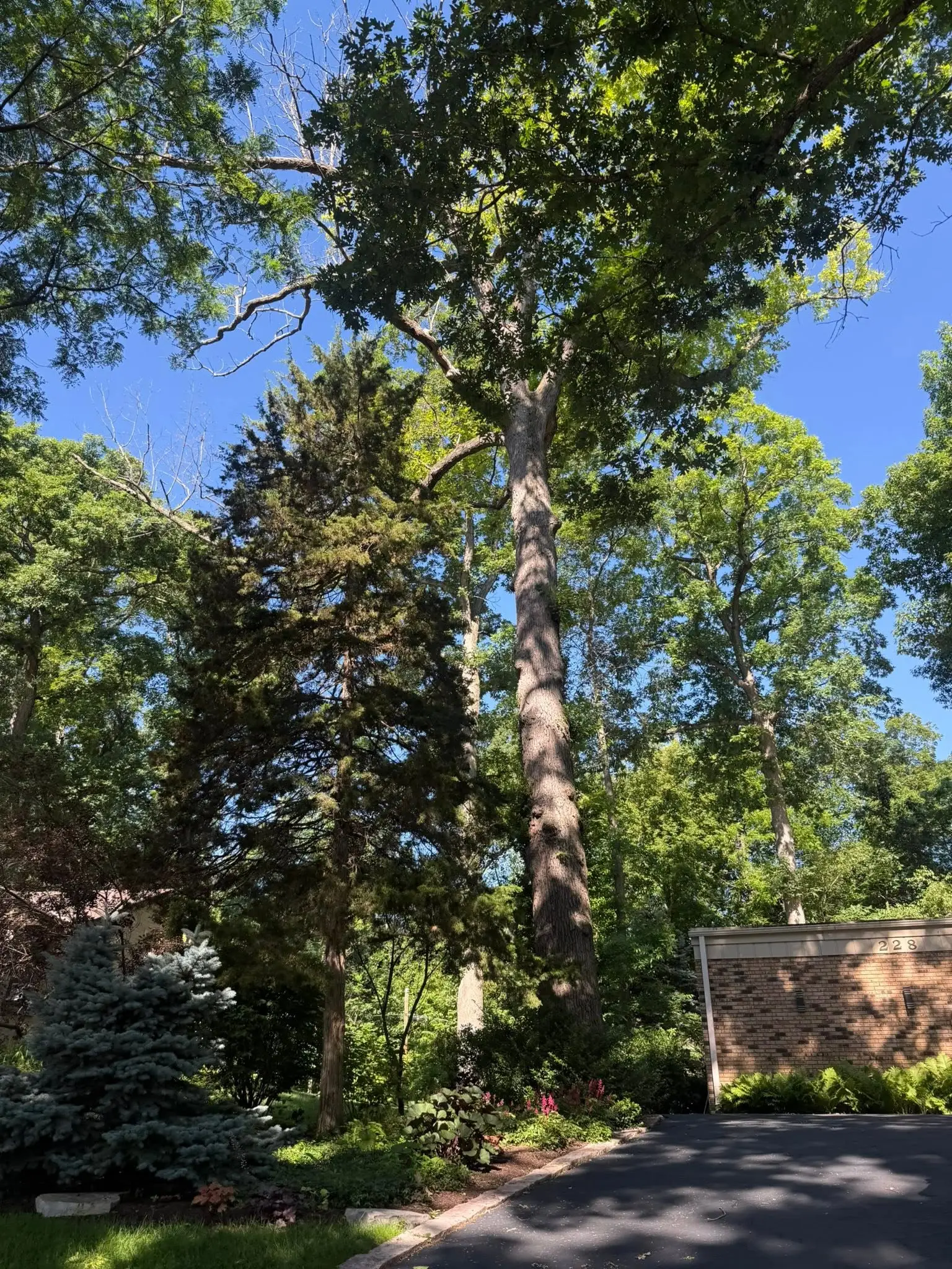 Tall mature oak and evergreen trees towering over a residential driveway and brick home on a clear summer day
