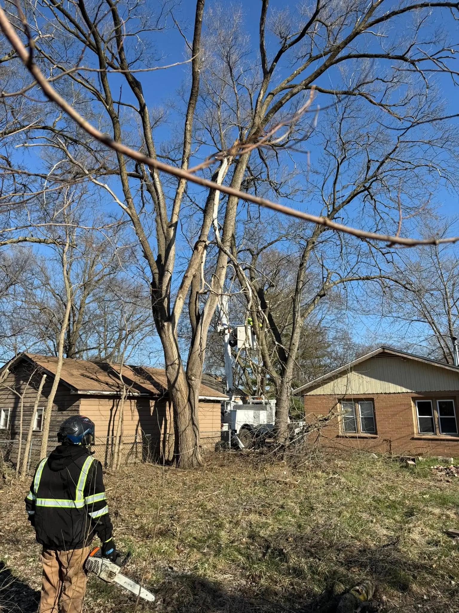 Teodoro Tree Service ground crew member in high-visibility vest carrying a chainsaw with a bucket truck operating in the trees behind