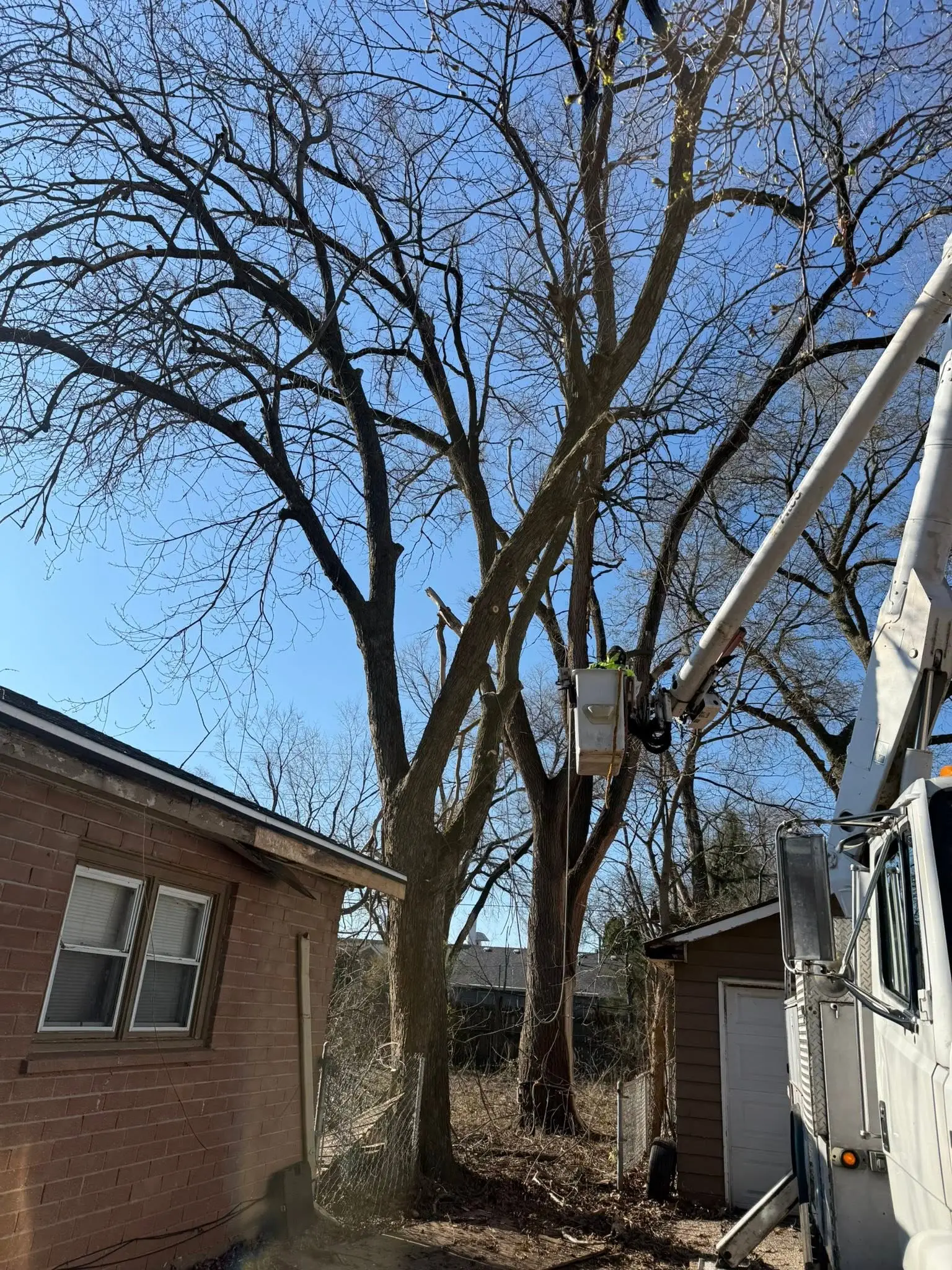 Tree Pruning & Trimming