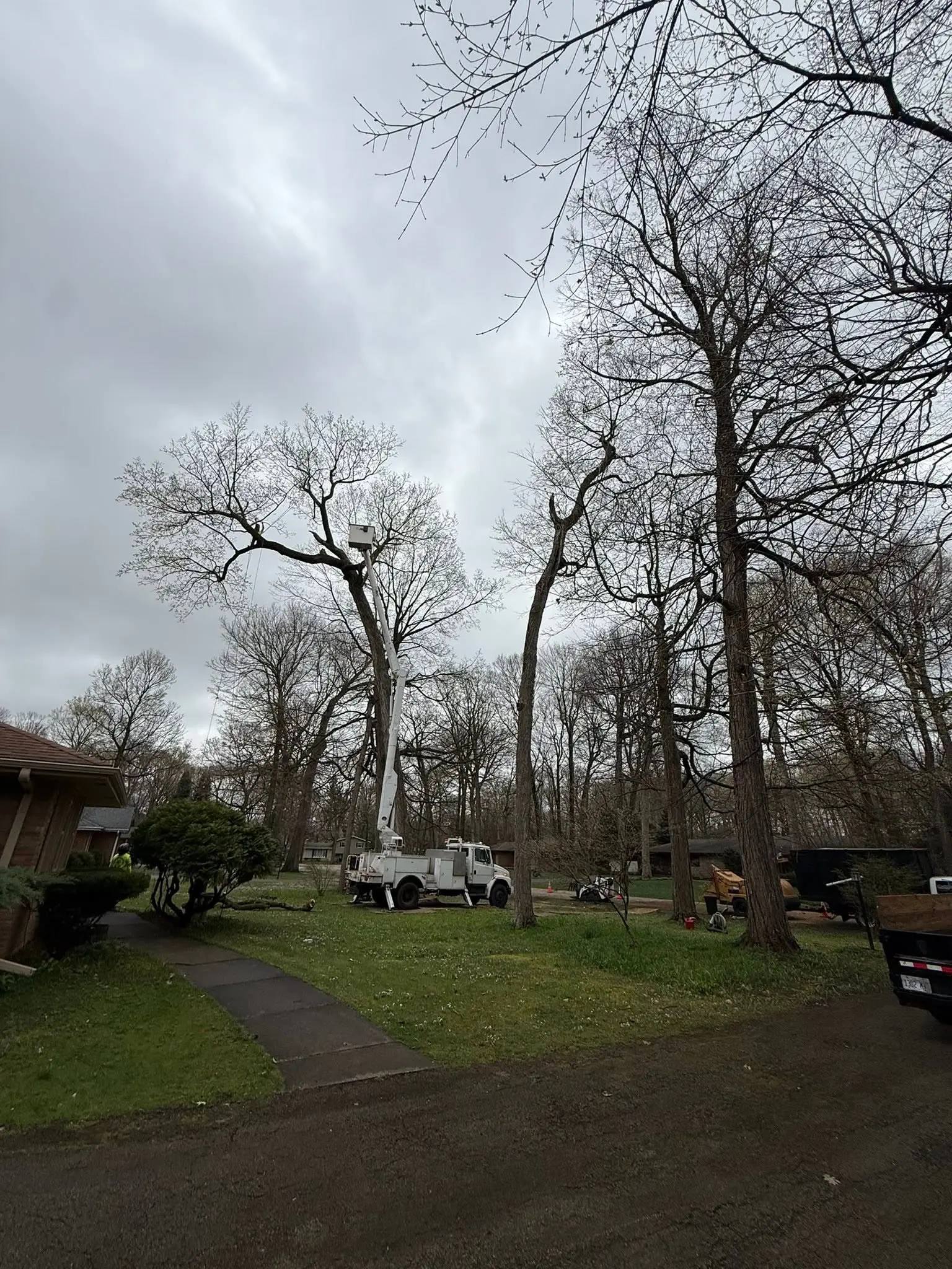 Bucket truck with boom fully extended into the canopy of tall bare trees on a residential property under overcast skies