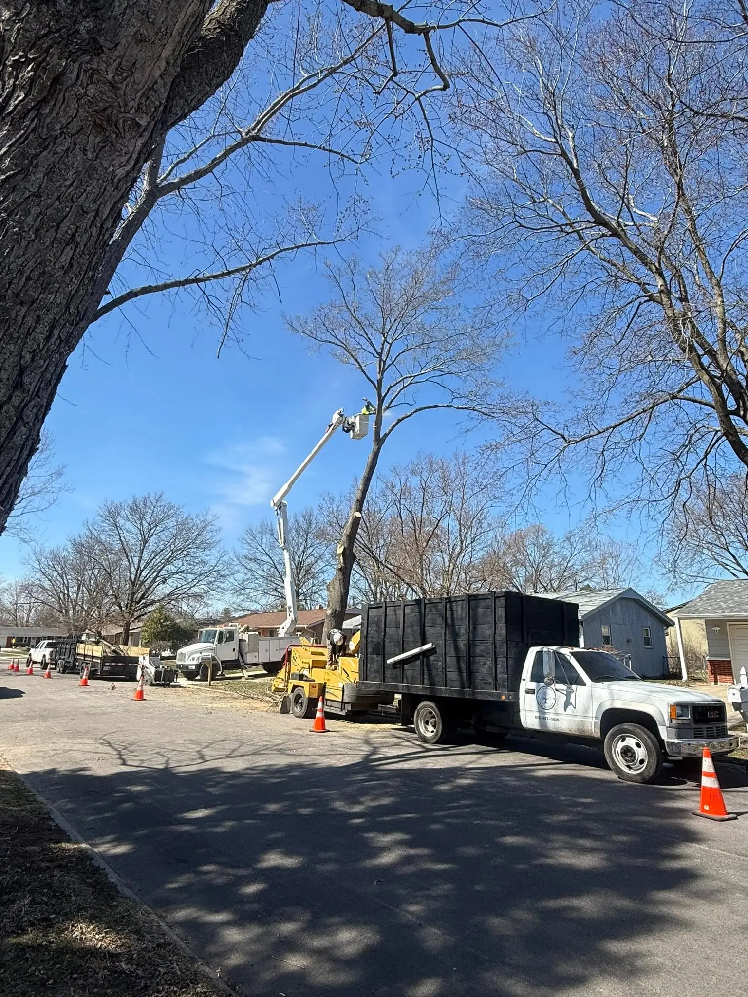 Full Teodoro Tree Service crew with dump truck, chipper, and bucket truck staged on a residential street