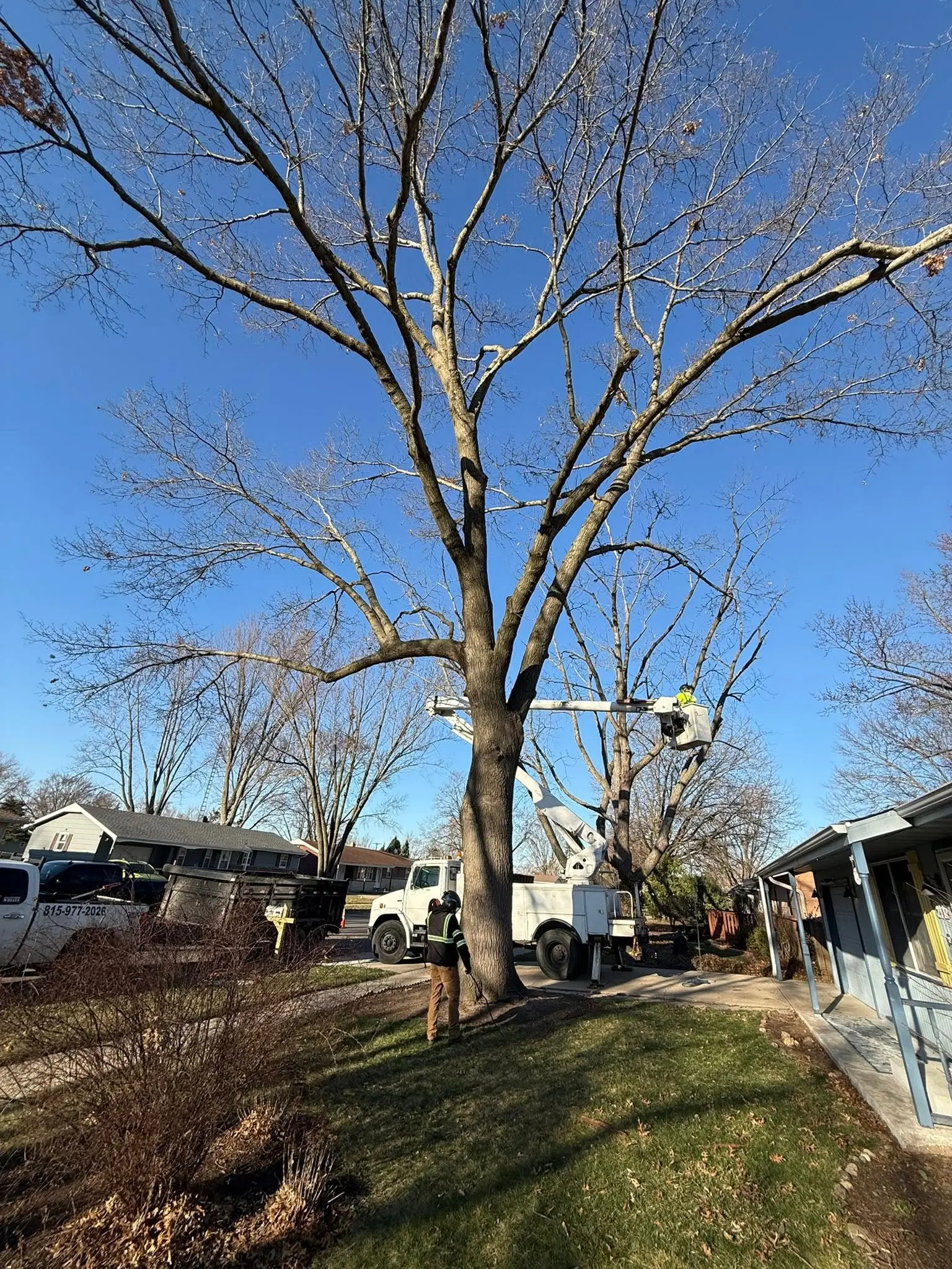 Tree Removal