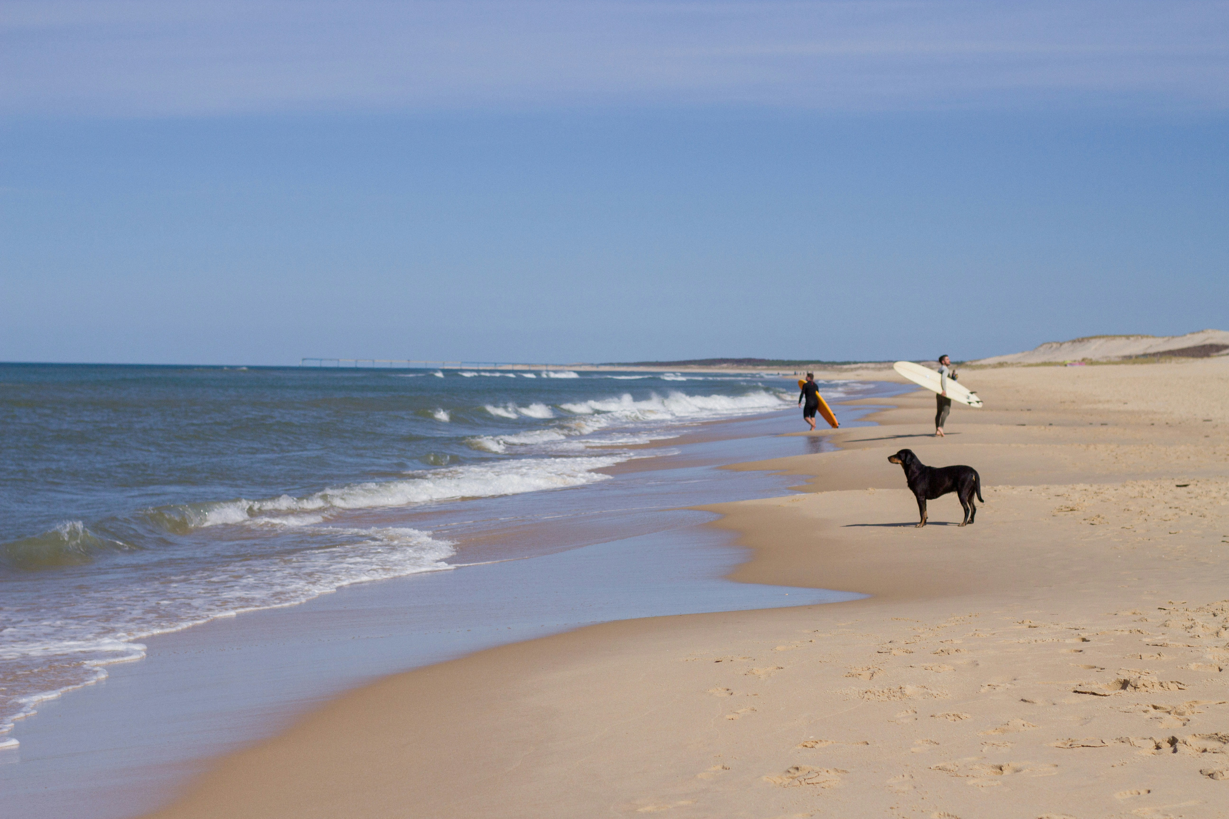 Black dog on a sandy beach watching two surfers under a blue sky