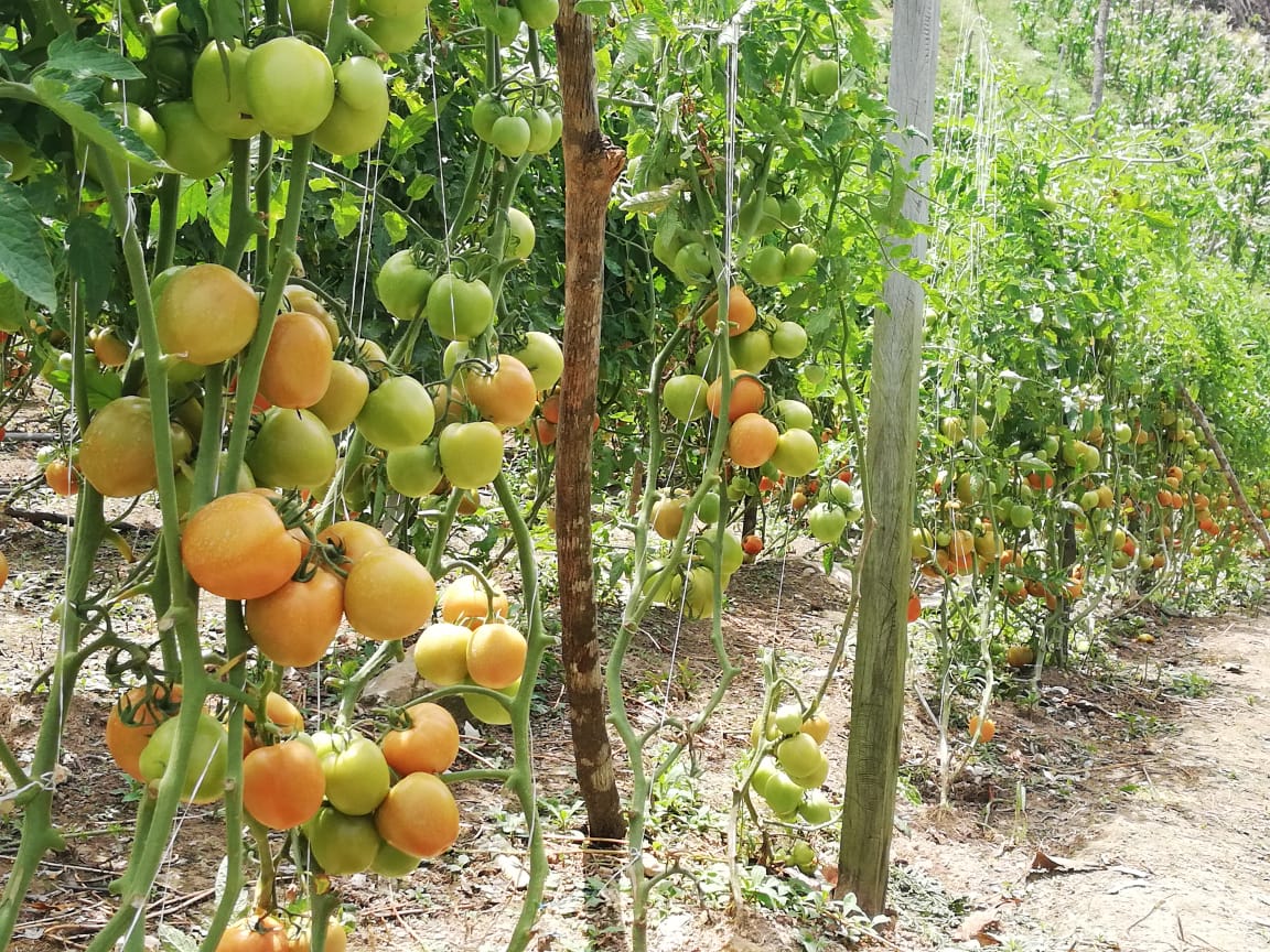 Cultivo de tomates