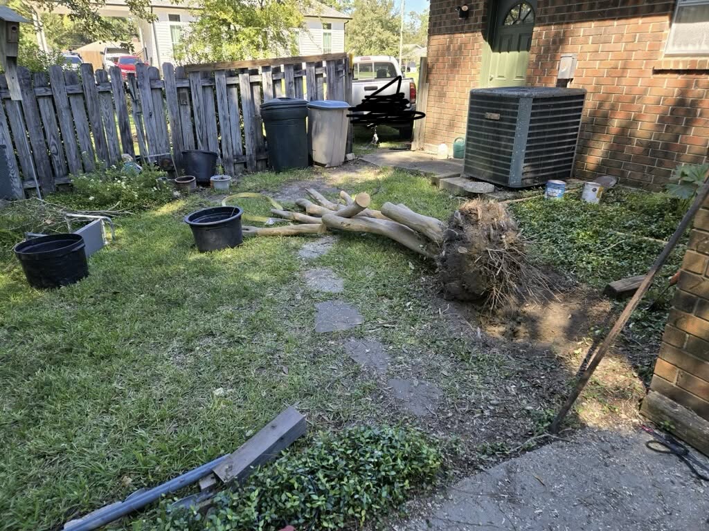 Light Tree Trimming - After