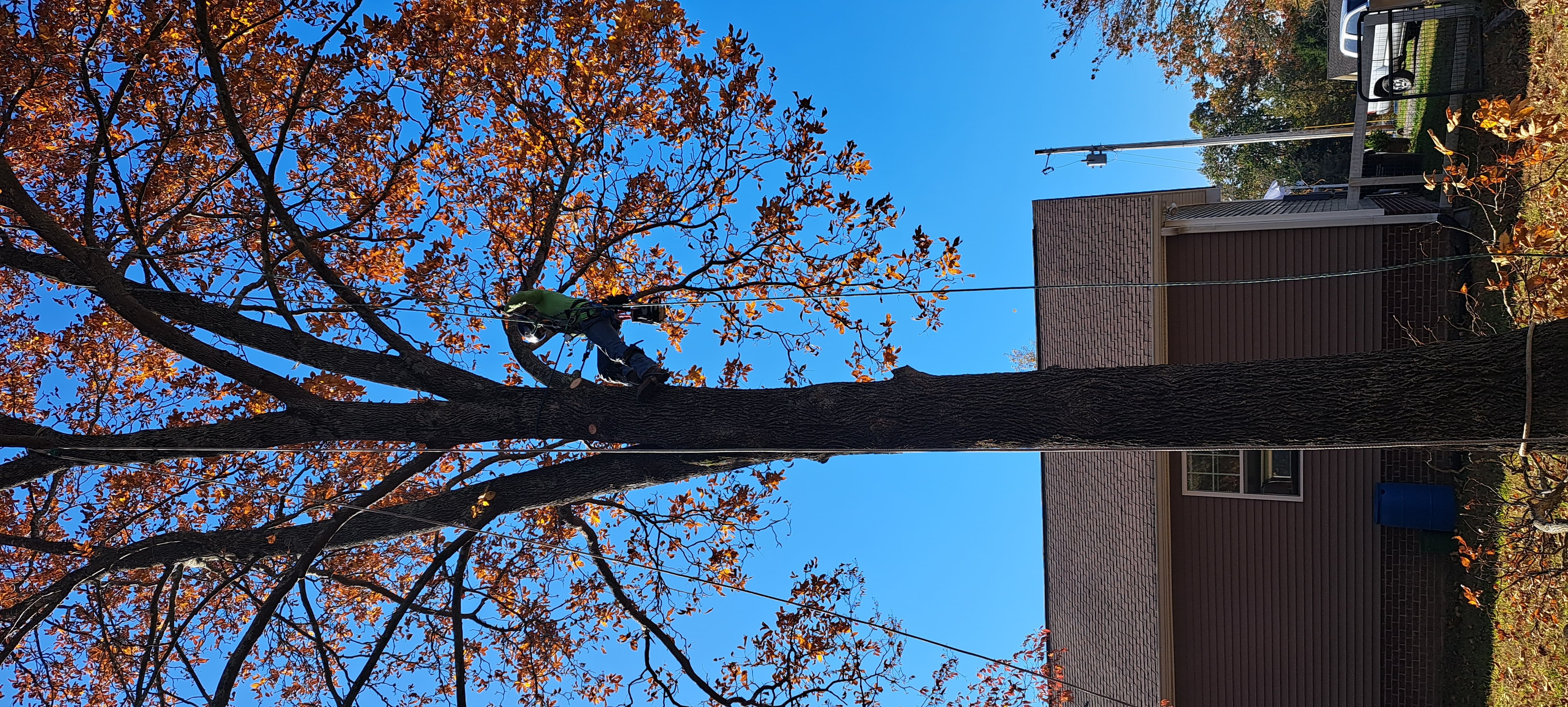 Tree removal fall season Nashville TN - arborist climbing oak tree