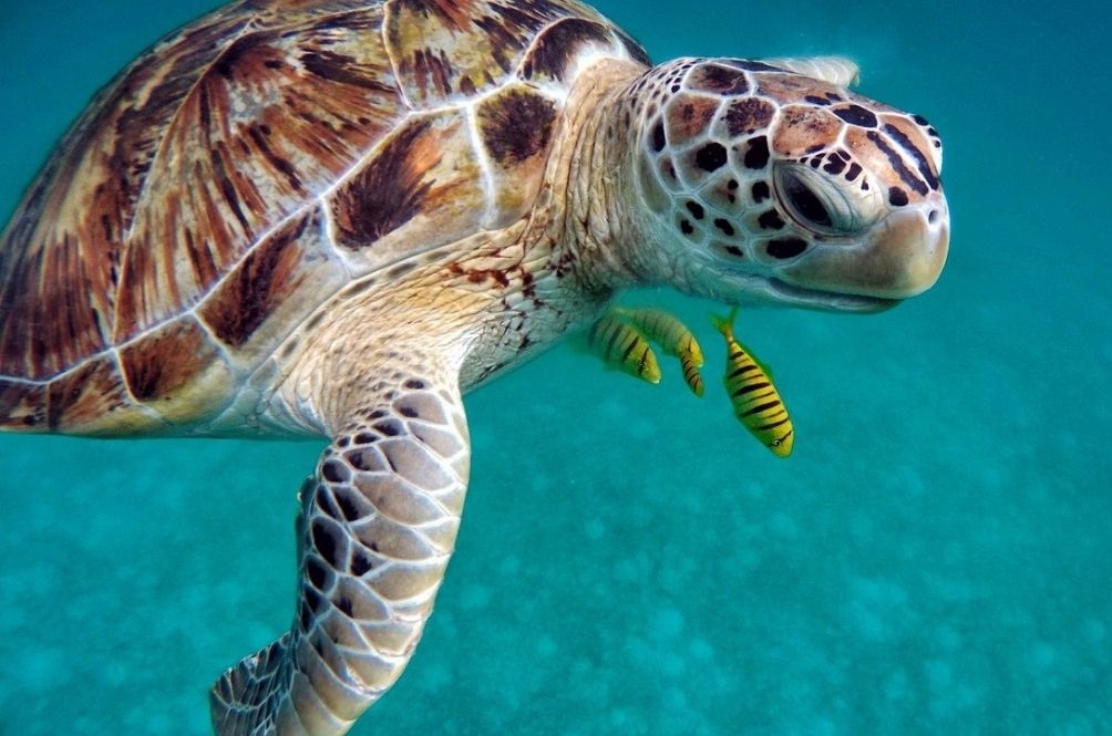 Green sea turtle swimming in crystal-clear turquoise water with pilot fish — common sighting while scuba diving in Terengganu, Malaysia