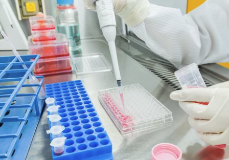 Gloved researcher pipetting media into a 96‑well plate beside a tube rack in a biosafety cabinet.
