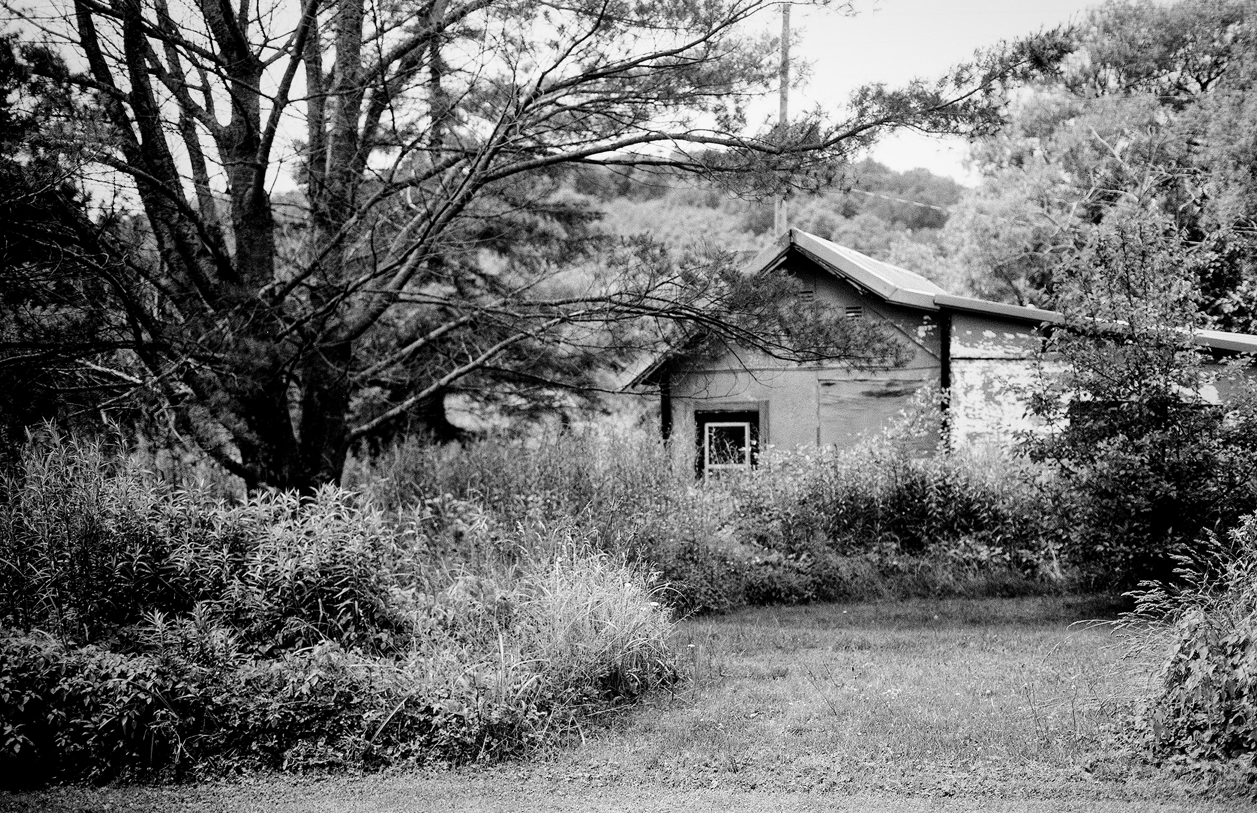 Rural cabin nestled in overgrown forest with dense trees and vegetation