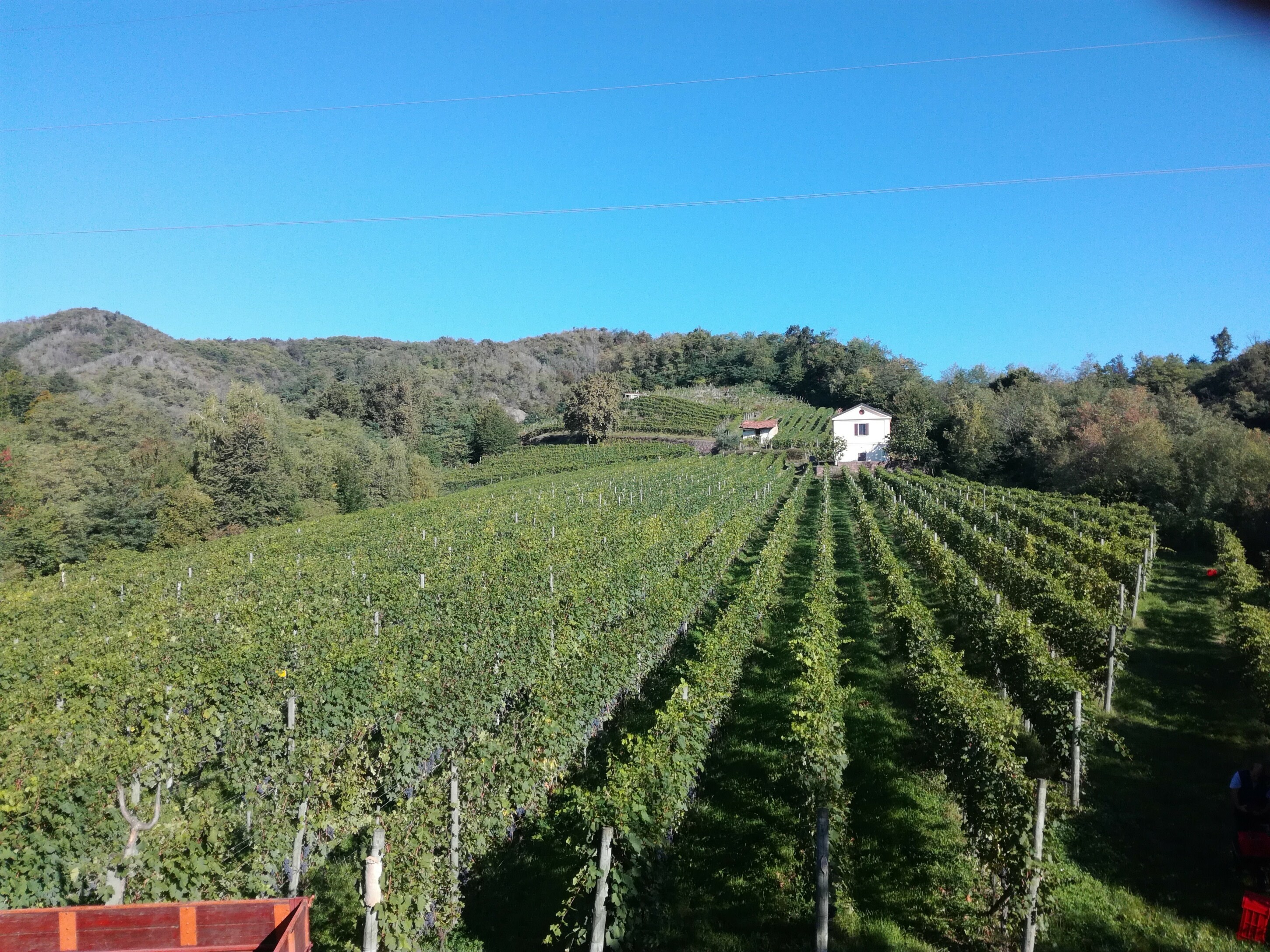 Le Piane vineyard rows