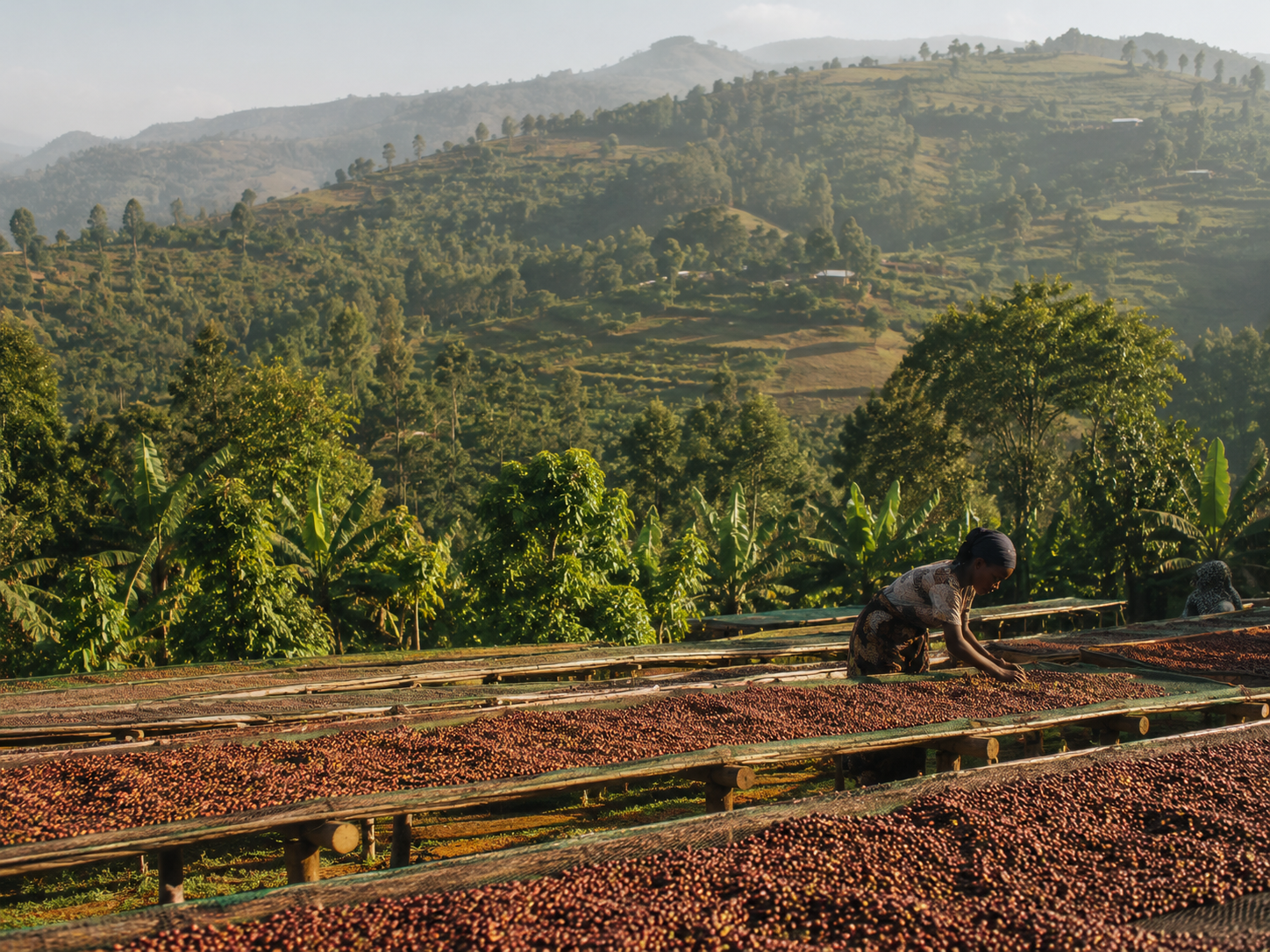 Coffee drying in the Yirgacheffe highlands of Ethiopia