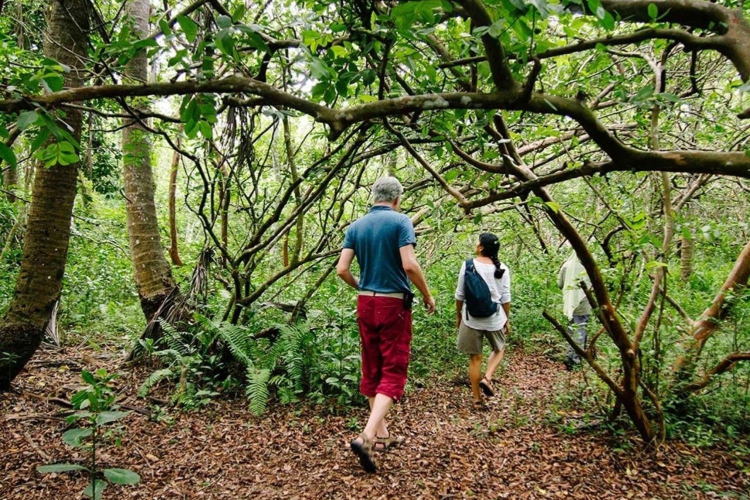 Tourists walking through lush Jozani Forest with twisted tree branches